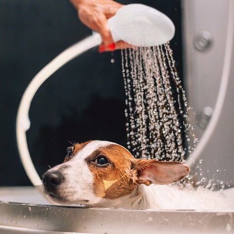 Pet Dog Cat Shower Head, Dog Hose For Bathtub Faucet