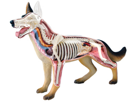 4D Vision Medical Dog Anatomy Model Skeleton Anatomical Model Fully Detachable Organs Body Parts Kids Science Educational Toys ► Photo 1/3