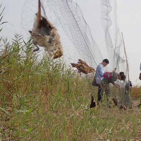 WCIC Anti Bird Catcher Netting Pond Net Fishing Net Traps Crops Fruit Tree Vegetables Flower Garden Mesh Protect Pest Control ► Photo 1/6