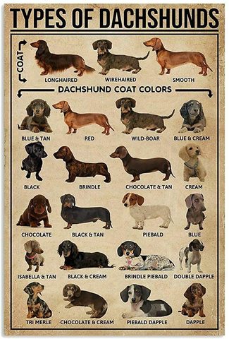 Dachshund Retro Vintage Tin Sign Bar Cafe Art Bar Decoration Living Room Bedroom Office Decoration 20X30 cm farmhouse decor ► Photo 1/6