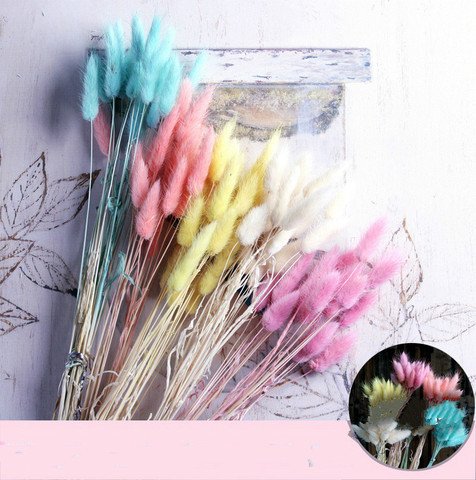 20Pcs/lot Natural Dried Flowers Colorful Lagurus Ovatus Real Flower Bouquet Home Decoration Wedding Decoration Rabbit Tail Grass ► Photo 1/6