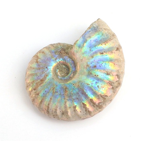 Fossils Natural Pearly Nautilus Fossils Ammonite Specimen From Madagascar Mollusks