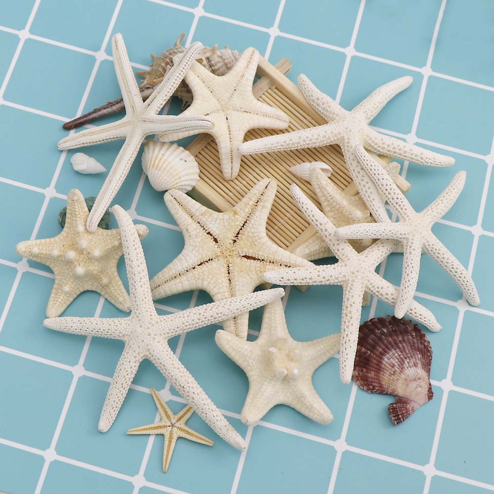 2PCs Mini Natural Starfish Shell Beach Sea Star Landscape Crafts Making Decor 