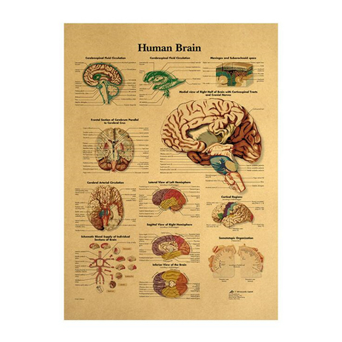 Vintage Poster Human Brain Room Decoration Medical Posters Stickers Home Decor Wall Art Retro Kraft Paper Wall Sticker ► Photo 1/5