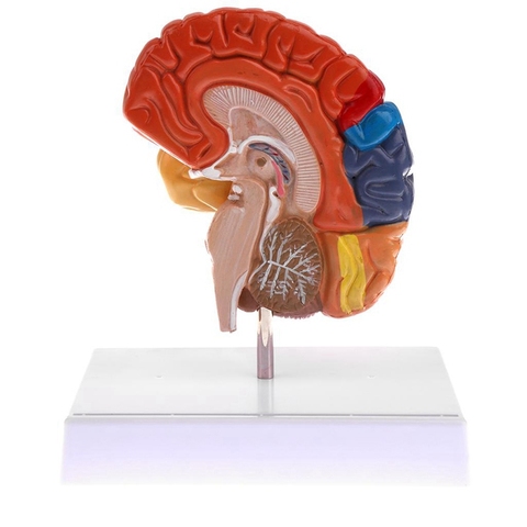 Cerebral Anatomical Brain Model Anatomy 1:1 Half Brain Brainstem Medical Teaching School Lab Supplies ► Photo 1/6