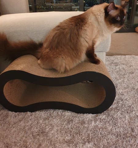 Ultimate Cat Scratcher Lounge Bed Fat Cat Bed Cardboard Paper High Quality Cat Toy Scratching Pad Black_ Fatty Cute ► Photo 1/6