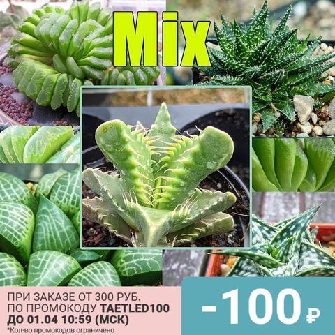 Succulents mix seeds mix species (15 seeds) ► Photo 1/6