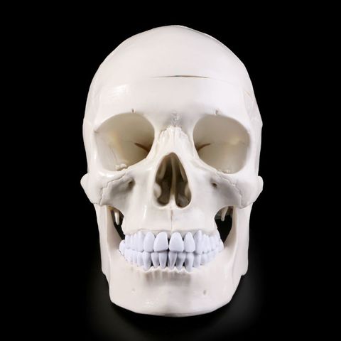 Human Anatomical Anatomy Head Skeleton Skull Teaching Model School Supplies Study Tool ► Photo 1/6
