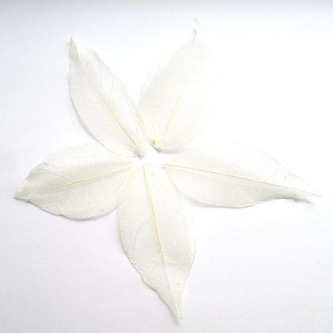 100pcs white color optional Natural skeleton leaves for DIY 3-7cm 014005001 ► Photo 1/6