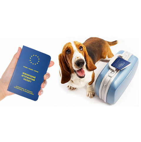 Travel Accessories Pets Products  Pet Passport Cover European Cover Passport for Pet Dog Cat ► Photo 1/6
