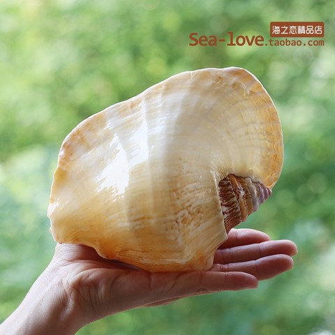 New Buddha's Ear Sea Snail Natural Super Large Conch Shell Ear Snail Craft Home Decoration Succulent Flower Pot Ornaments Crafts ► Photo 1/6