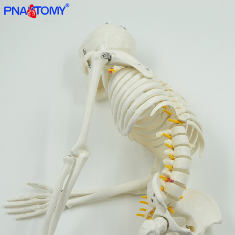 85cm human skeleton model with flexible spine arms and legs nerves artery anatomical models human pelvic bone medical teaching ► Photo 1/6