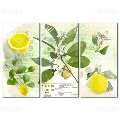 Modern Painting Fruit: Lemon Vintage Texts Kitchen Lemons Paintings Triptych Photo On Canvas Print wall art Nordic Decoration ► Photo 1/4
