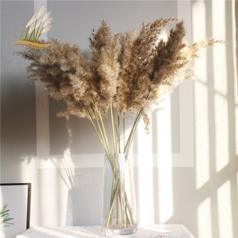 Decorative pampa grass big