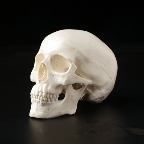 PVC Mini Skull Human Anatomical Anatomy Head Medical Model Convenient 92x99x71mm ► Photo 1/6