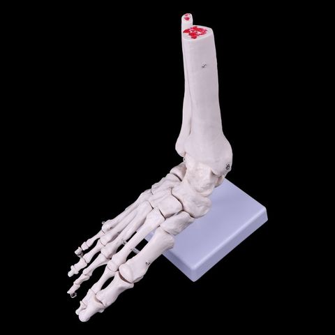 Medical Science Accessories Life size Foot Ankle Joint Anatomical Skeleton Model Medical Display Study Tool dropshipping ► Photo 1/6