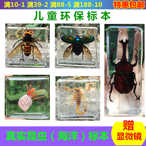 Marine life insect amber specimen cicada wasp starfish  stag beetle hermit crab conch beetle ► Photo 1/5