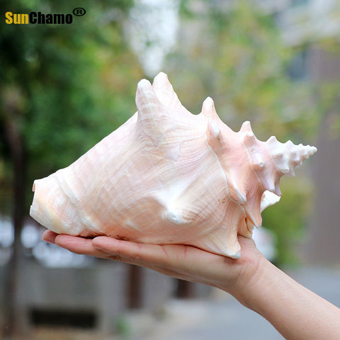 Natural Shell Large Conch Carmine Fish Tank Landscape Aquarium Decoration Props Home Display Crafts Sea Snail Decoration Crafts ► Photo 1/6