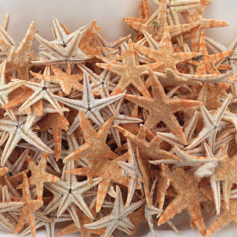 50PCs natural starfish shell beach crafts natural starfish DIY beach wedding decoration crafts home decoration 2-3cm ► Photo 1/6