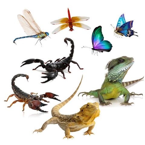 Download Buy Online 3d Car Sticker Animals Vinyl Windows Trucks Motorcycle Lizard Butterfly Spider Scorpion Sticker Auto Decal Pvc Accessories Alitools