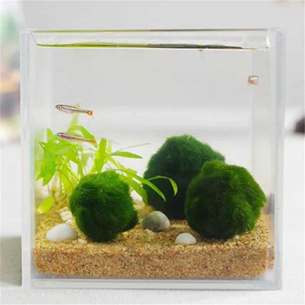Japan Genuine Aquarium Ball Landscaping 1cm Chlorella Algae Marimo Happy Environmental Green Seaweed Ball Ezlife Pt0305 Price History Review Aliexpress Seller Waitingforyou Store Alitools Io