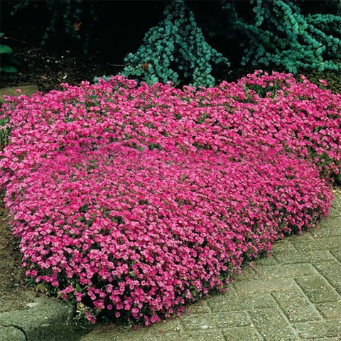 Saponaria-mylinnka pink carpet ► Photo 1/1