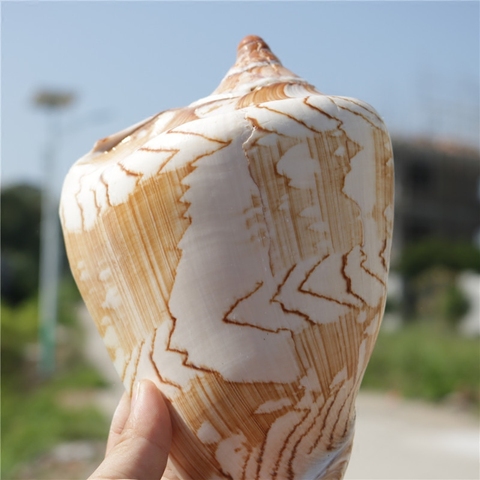 New Natural Conch Shell Scenic Conch Mediterranean Home Decoration Fishbowl Aquarium Scenic Decoration Micro-landscape Specimens ► Photo 1/6