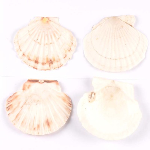 1PCS Big Size 11cm Sea Shells Natural Scallop Seashell Beach Wedding Decorations Home Decor Ocean Ornaments DIY Craft ► Photo 1/1
