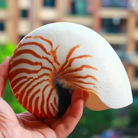 Shell Crafts Natural Pearly Four big Famous Screw Conch Shells Coral Collectible Mediterranean Aquarium Ornaments Sea Snail ► Photo 1/6