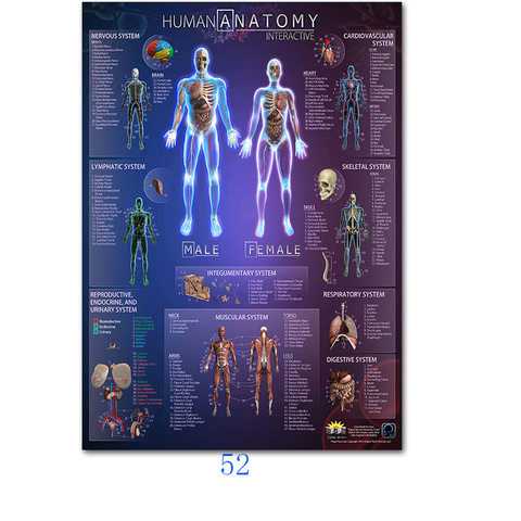 Human Anatomy Muscles System Art Poster Print Body Map Silk Wall Pictures for Medical Education Home Decor New ► Photo 1/6