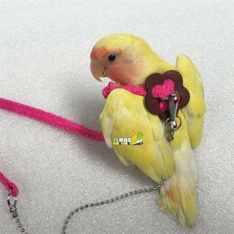 Adjustable Parrot Bird Harness Leash Multicolor Light Soft Fashion Anti-Bite Training Rope Outdoor Flying Harness Leash ► Photo 1/6