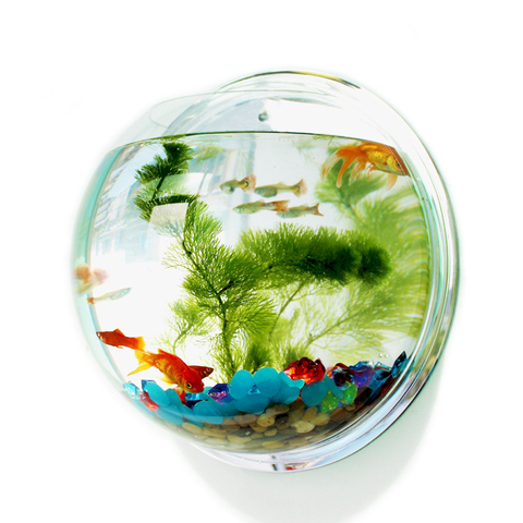 Pinsjar Acrylic Fish Bowl Wall Hanging Aquarium Tank Aquatic Pet Supplies Pet Products Wall Mount Fish Tank for Betta fish ► Photo 1/6