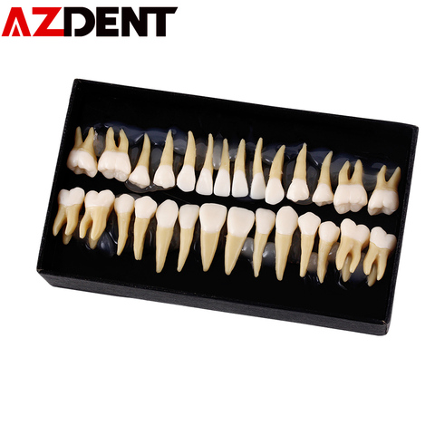 1:1 Dental 28 pcs demonstration permanent teeth teach study model Dental Implant Dentist Practice Product Dental teeth model ► Photo 1/6