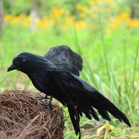 1pc Artificial Black Feather Raven Props Feather Bird Halloween Decoration Haunted House Party Bar Decoration Ornament ► Photo 1/6