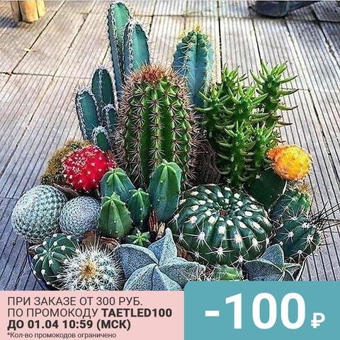 Cactus mix seeds mix species (15 seeds) ► Photo 1/5