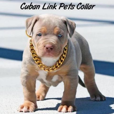 Strong Metal Dog Chain Collars Stainless Steel Pet Choke Gold For Large Pitbull Bulldog Collar Collar Dogs Silver Show Trai M8Y8 ► Photo 1/6