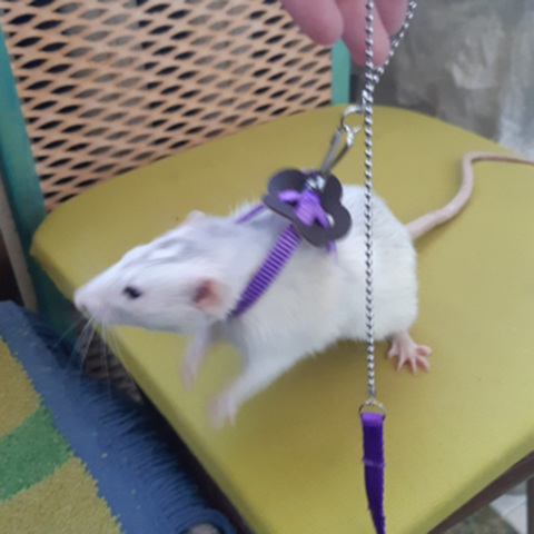 Nylon Pet Harness Leash For Hamster Adjustable Ferret Rat Mouse Bunny Harnesses Vest Lead Rope Leash Guinea Pig Pet Accessories ► Photo 1/6