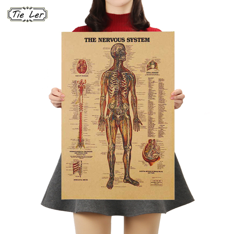 TIE LER Adesivo De Parede Vintage Style Retro Paper Poster Giftsthe Muscles Of The Body Structure Wall Sticker ► Photo 1/6