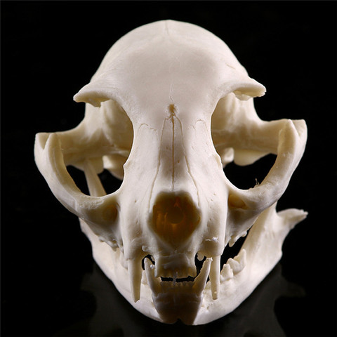 Halloween Props Horrible Supplies Home Decora Realistic Cat Skull Resin Replica Teaching Skeleton Model Aquarium ► Photo 1/6