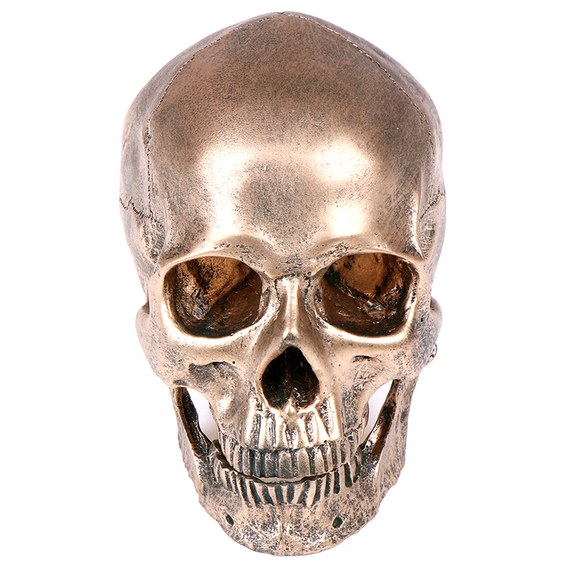 Details about   Bronze Mini Resin Human Head Model Fine Arts Skull Medical Statue Figurine Repli 