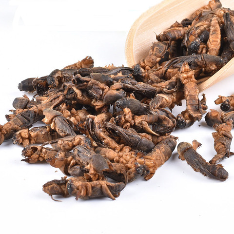 Wild Dried Mole Cricket 250g/500g Per Pack ► Photo 1/6