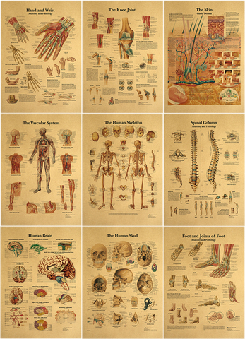 The human body muscular system Structure HD Vintage Paper Poster Bar Home Decor Retro Kraft Paper Painting 42x30cm ► Photo 1/6