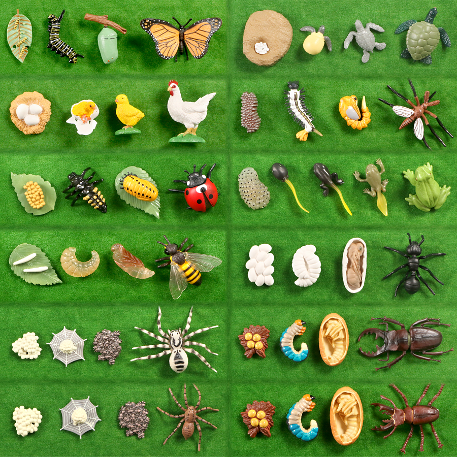 Simulation Animals Life Cycle Animals Growth Cycle Figures Figurines Model L4Q8 
