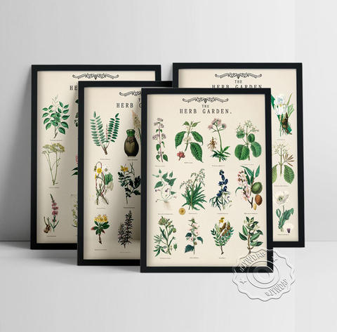 Vintage Herb Garden Plant Education Posters Wall Art Prints School Classroom Decorative Canvas Paintings Modular Wall Pictures ► Photo 1/6