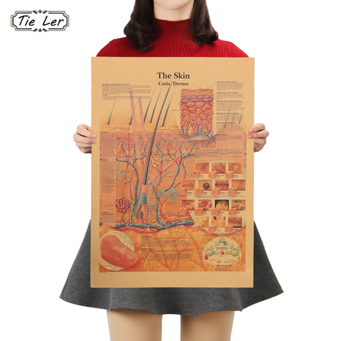 TIE LER Retro Human Body Skin Structure Diagram Skin Surface Nerve Diagram Poster Home Decor Kraft Paper Wall Sticker 42x30cm ► Photo 1/6