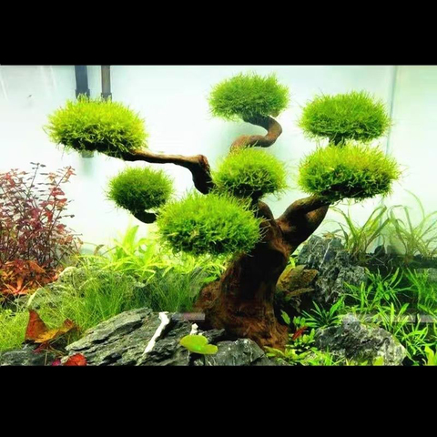 Aquarium Moss Tree Driftwood Fish Tank Landscaping Water Grass Moss Tree Trunk DIY Decoration (No Aquatic Plants) ► Photo 1/5