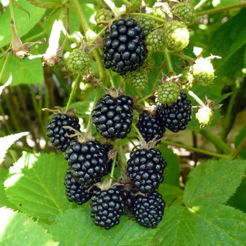 BlackBerry ► Photo 1/2