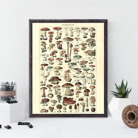 Antique Botanical Prints Vintage Mushroom Poster French Version Educational Wall Art Canvas Painting Picture Home Wall Decor ► Photo 1/6