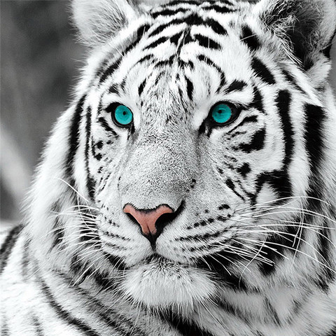 Full Embroidery Kits Cross Stitch Canvas Painting Tiger Picture 45x45cm Precision Printing Diy Needlework ► Photo 1/6