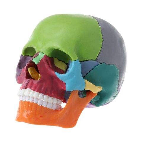 15pcs/set 4D Disassembled Color Skull Anatomical Model Detachable Medical Teaching Tool ► Photo 1/5